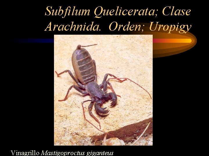 Subfilum Quelicerata; Clase Arachnida. Orden; Uropigy Vinagrillo Mastigoproctus giganteus 