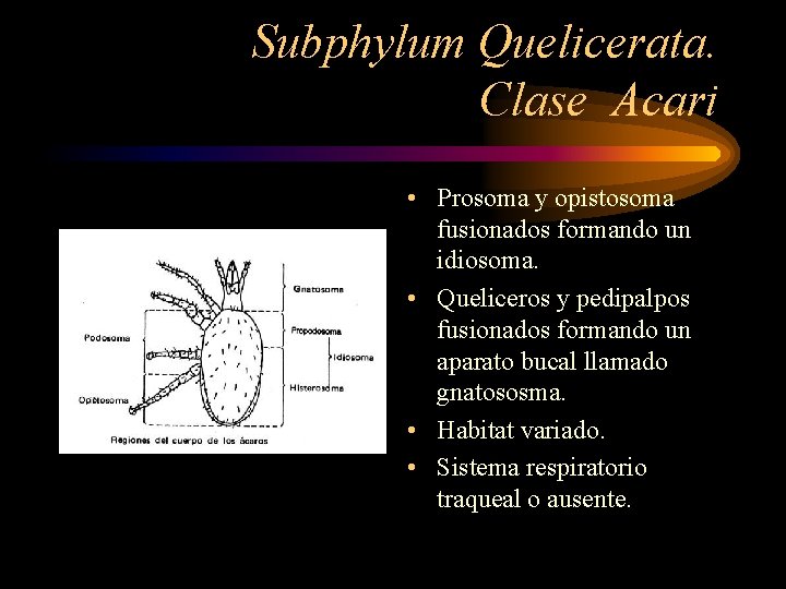Subphylum Quelicerata. Clase Acari • Prosoma y opistosoma fusionados formando un idiosoma. • Queliceros
