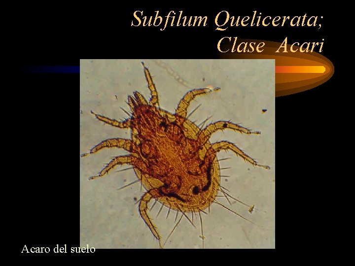 Subfilum Quelicerata; Clase Acari Acaro del suelo 