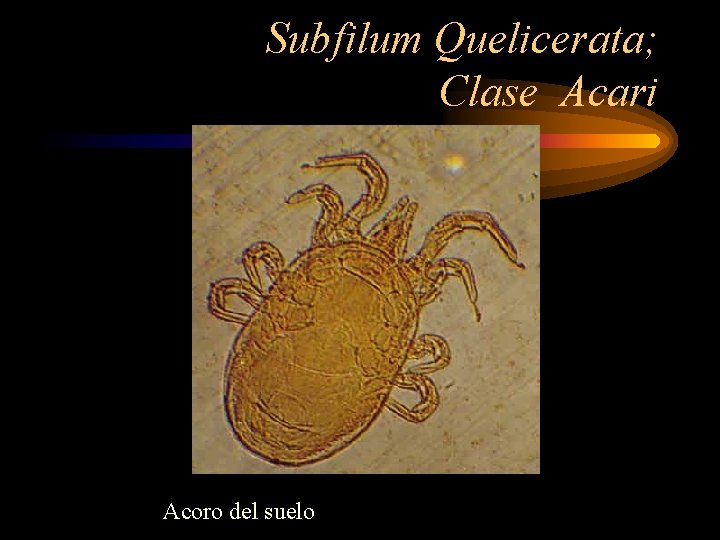 Subfilum Quelicerata; Clase Acari Acoro del suelo 