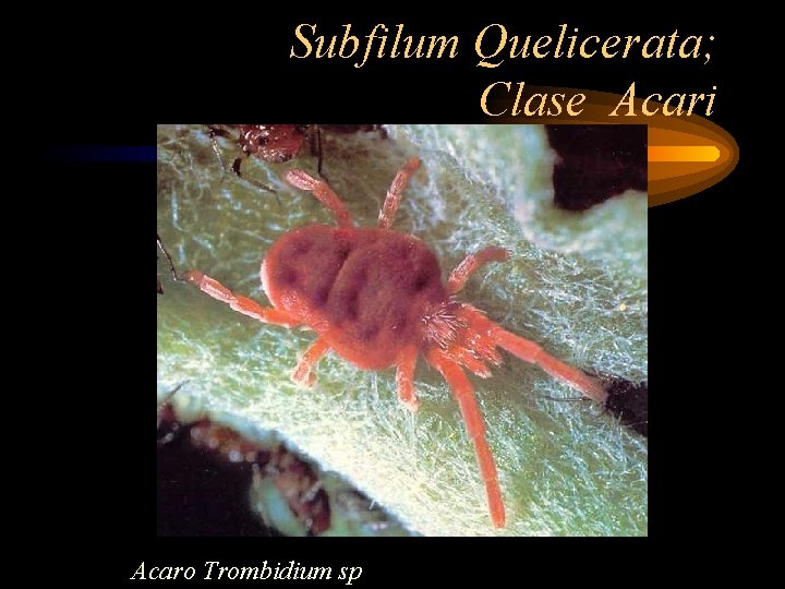Subfilum Quelicerata; Clase Acari Acaro Trombidium sp 