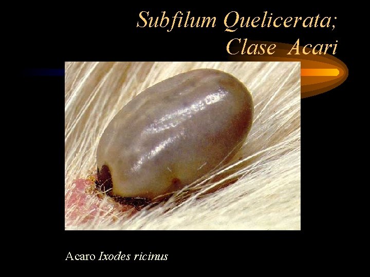 Subfilum Quelicerata; Clase Acari Acaro Ixodes ricinus 