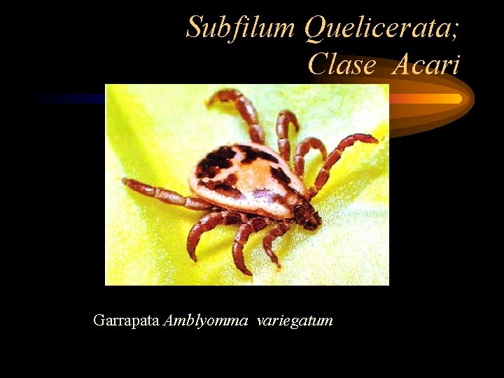 Subfilum Quelicerata; Clase Acari Garrapata Amblyomma variegatum 