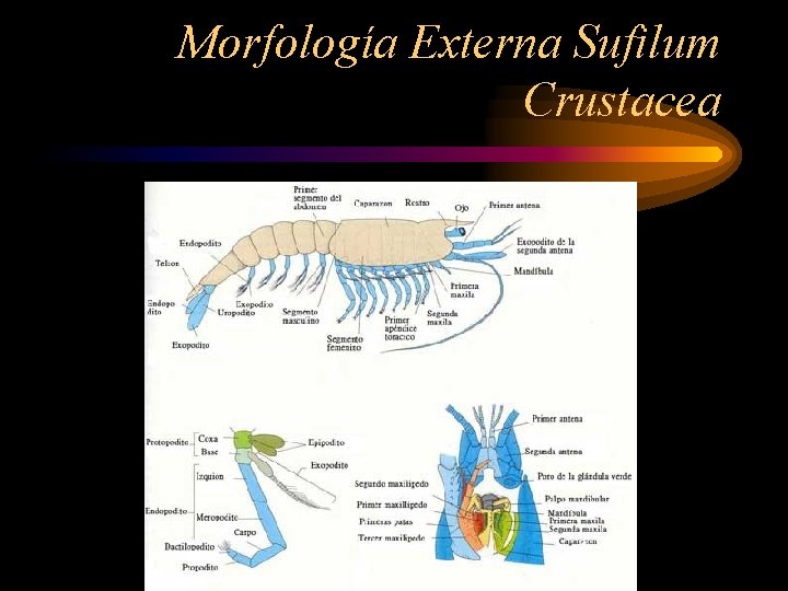 Morfología Externa Sufilum Crustacea 