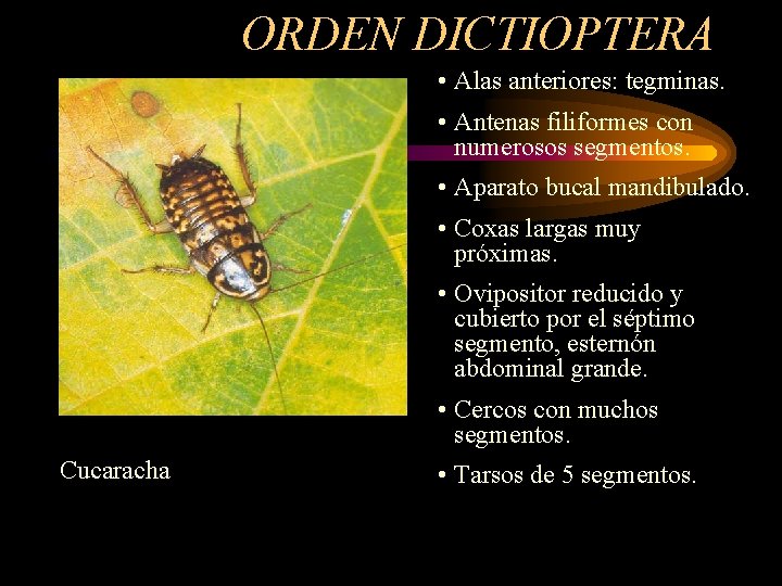 ORDEN DICTIOPTERA • Alas anteriores: tegminas. • Antenas filiformes con numerosos segmentos. • Aparato