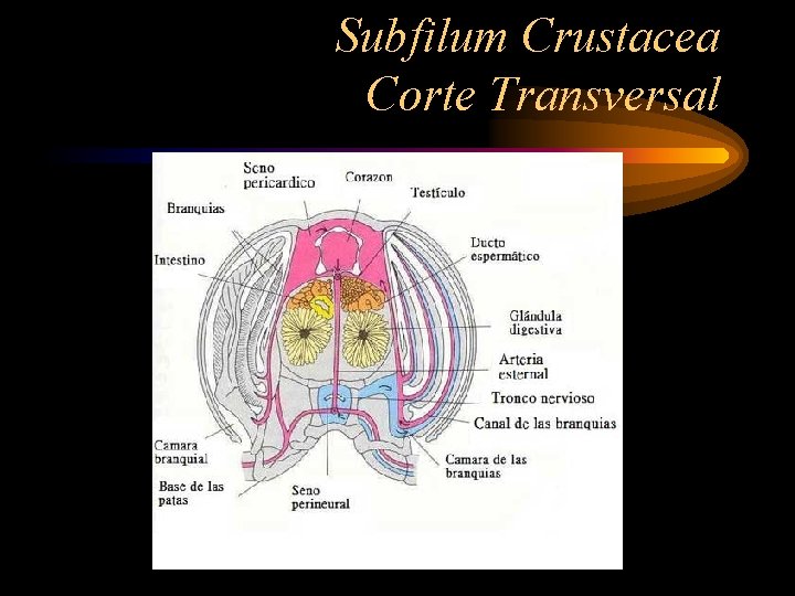 Subfilum Crustacea Corte Transversal 