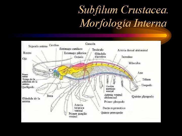 Subfilum Crustacea. Morfología Interna 