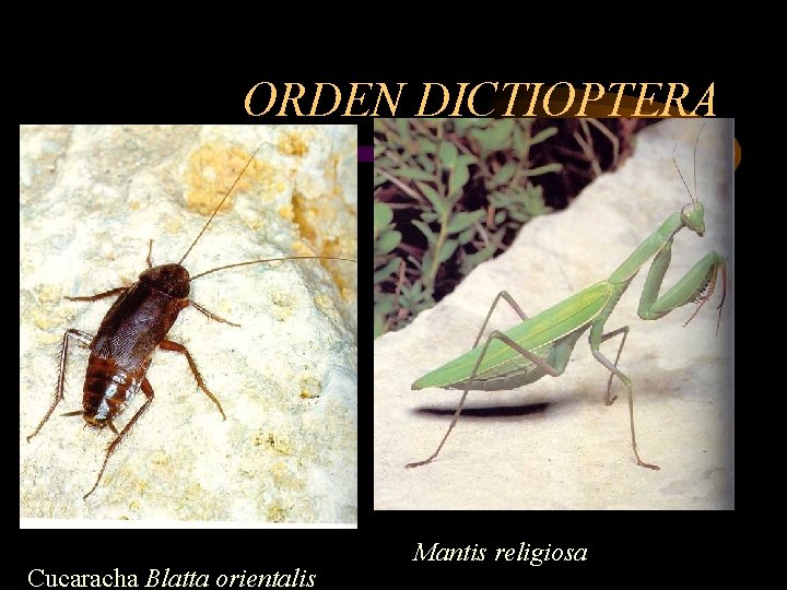 ORDEN DICTIOPTERA Cucaracha Blatta orientalis Mantis religiosa 