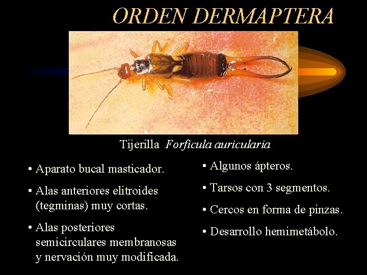 ORDEN DERMAPTERA Tijerilla Forficula auricularia • Aparato bucal masticador. • Algunos ápteros. • Alas