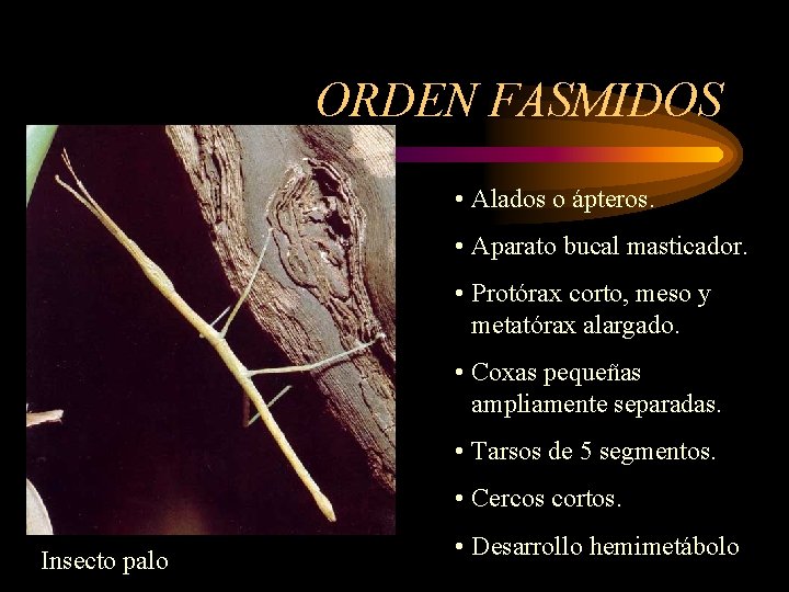ORDEN FASMIDOS • Alados o ápteros. • Aparato bucal masticador. • Protórax corto, meso