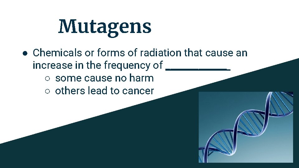 Mutagens ● Chemicals or forms of radiation that cause an increase in the frequency