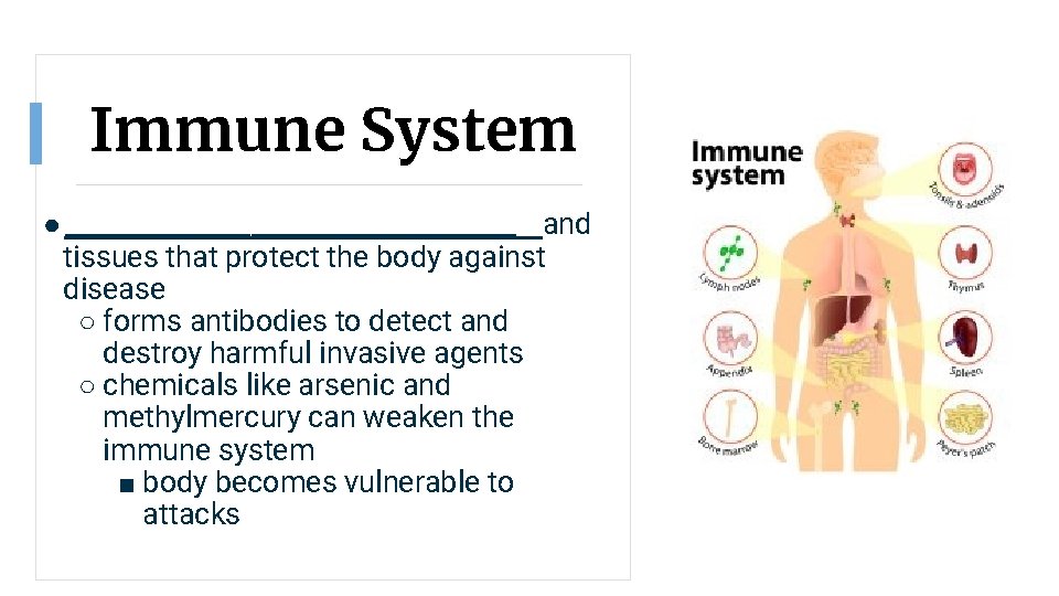 Immune System ● _________________ and tissues that protect the body against disease ○ forms