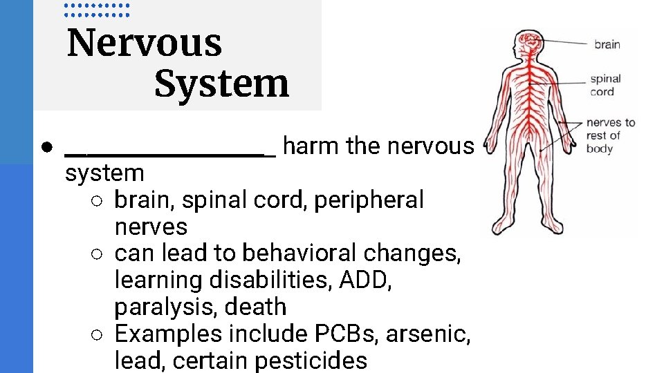 Nervous System ● _________ harm the nervous system ○ brain, spinal cord, peripheral nerves