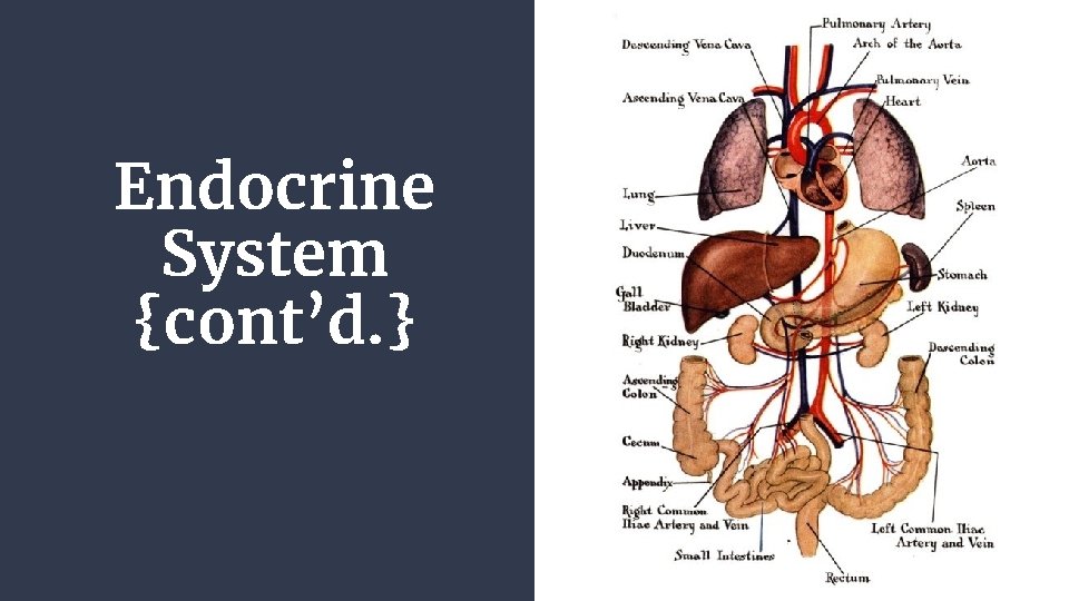 Endocrine System {cont’d. } 