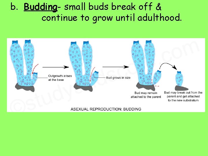 b. Budding- small buds break off & continue to grow until adulthood. 