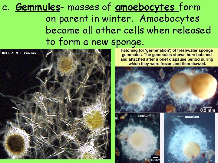 c. Gemmules- masses of amoebocytes form on parent in winter. Amoebocytes become all other