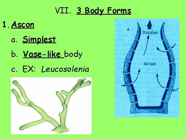 VII. 3 Body Forms 1. Ascon a. Simplest b. Vase-like body c. EX: Leucosolenia