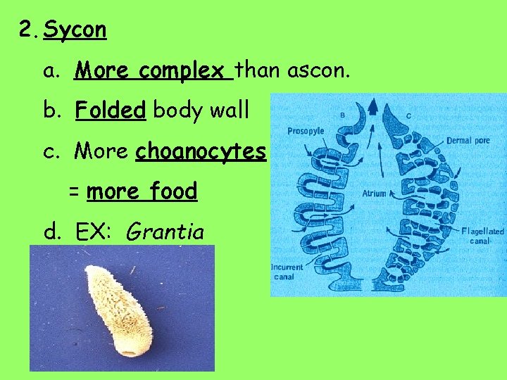 2. Sycon a. More complex than ascon. b. Folded body wall c. More choanocytes