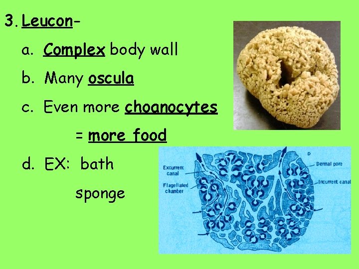 3. Leucona. Complex body wall b. Many oscula c. Even more choanocytes = more
