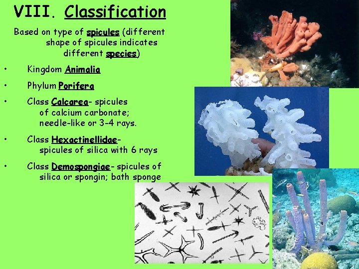 VIII. Classification Based on type of spicules (different shape of spicules indicates different species)