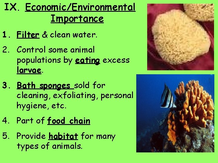 IX. Economic/Environmental Importance 1. Filter & clean water. 2. Control some animal populations by