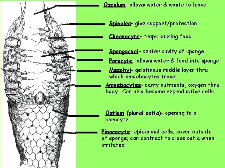 Osculum- allows water & waste to leave. Spicules- give support/protection Choanocyte- traps passing food