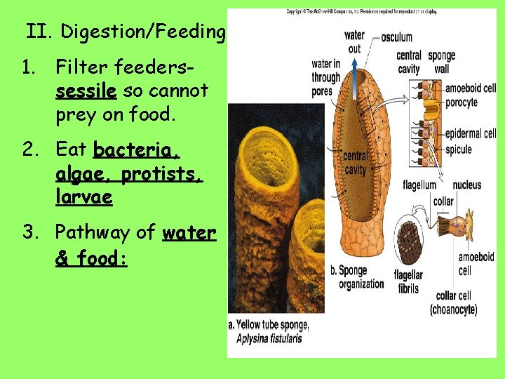 II. Digestion/Feeding 1. Filter feederssessile so cannot prey on food. 2. Eat bacteria, algae,