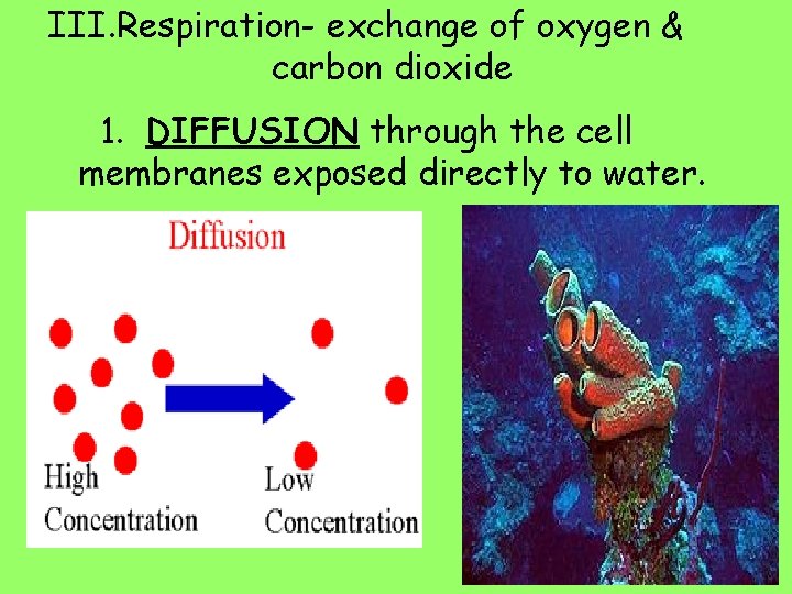 III. Respiration- exchange of oxygen & carbon dioxide 1. DIFFUSION through the cell membranes