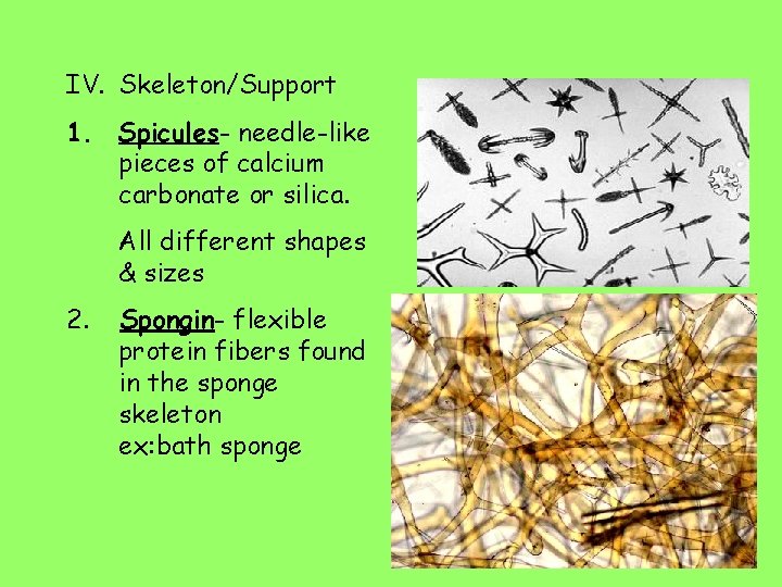 IV. Skeleton/Support 1. Spicules- needle-like pieces of calcium carbonate or silica. All different shapes