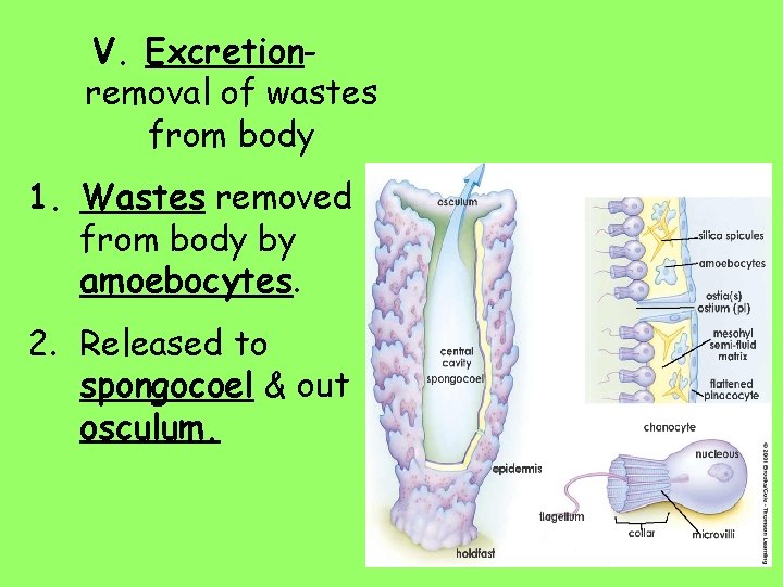 V. Excretionremoval of wastes from body 1. Wastes removed from body by amoebocytes. 2.