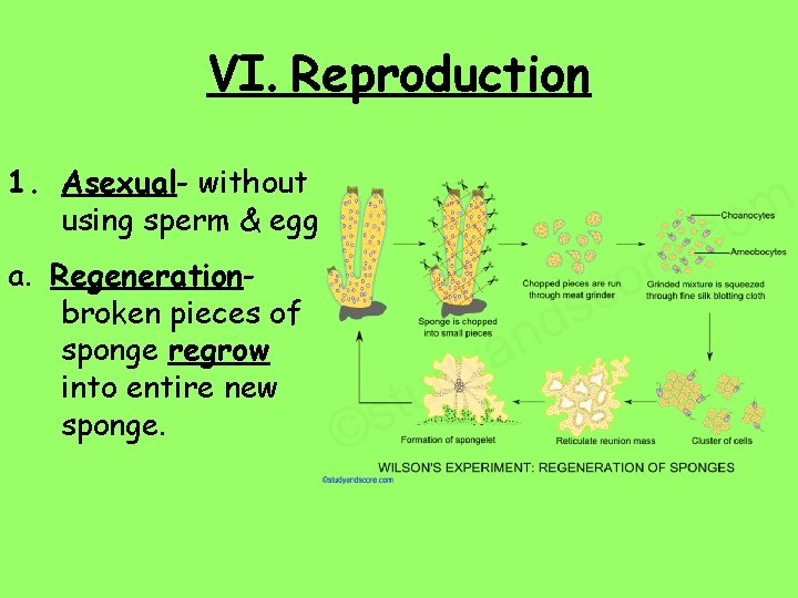 VI. Reproduction 1. Asexual- without using sperm & egg a. Regenerationbroken pieces of sponge