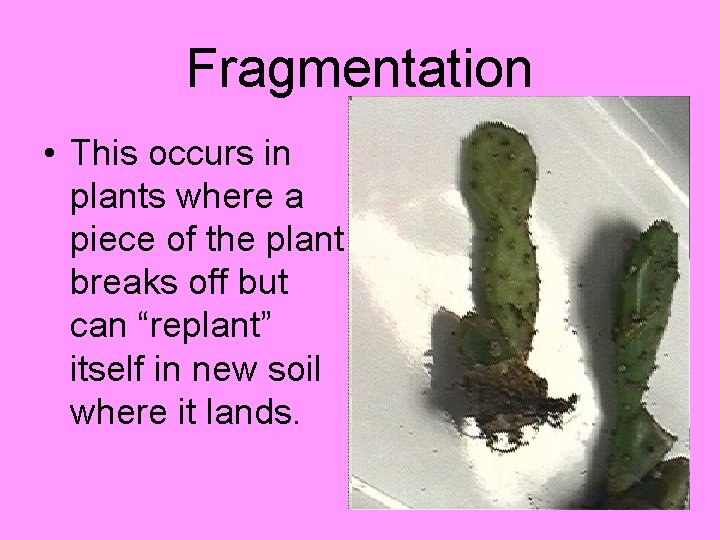 Fragmentation • This occurs in plants where a piece of the plant breaks off