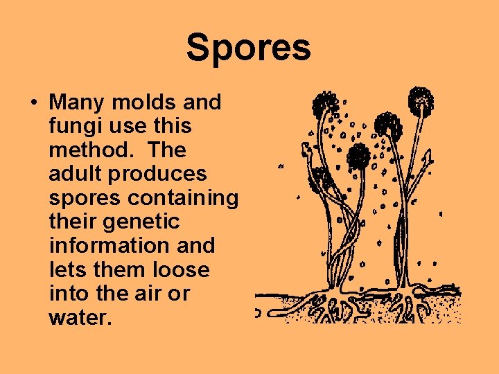 Spores • Many molds and fungi use this method. The adult produces spores containing