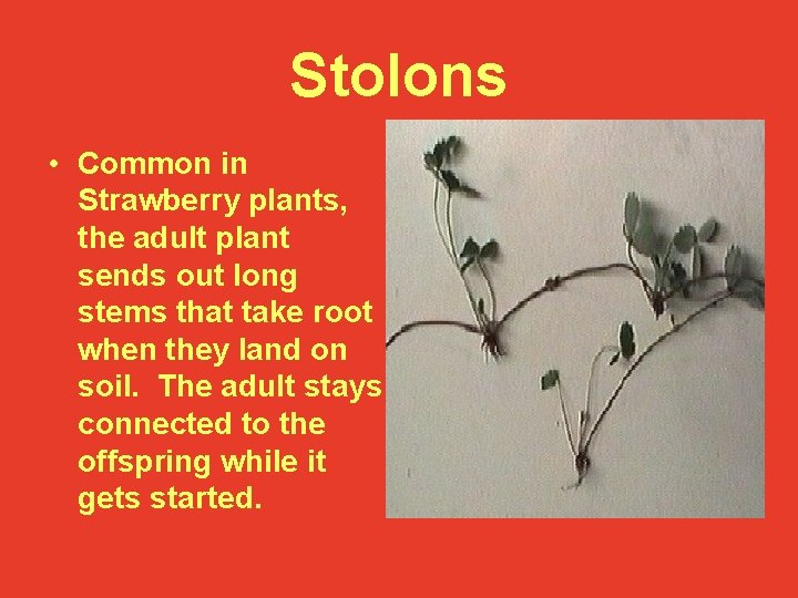 Stolons • Common in Strawberry plants, the adult plant sends out long stems that