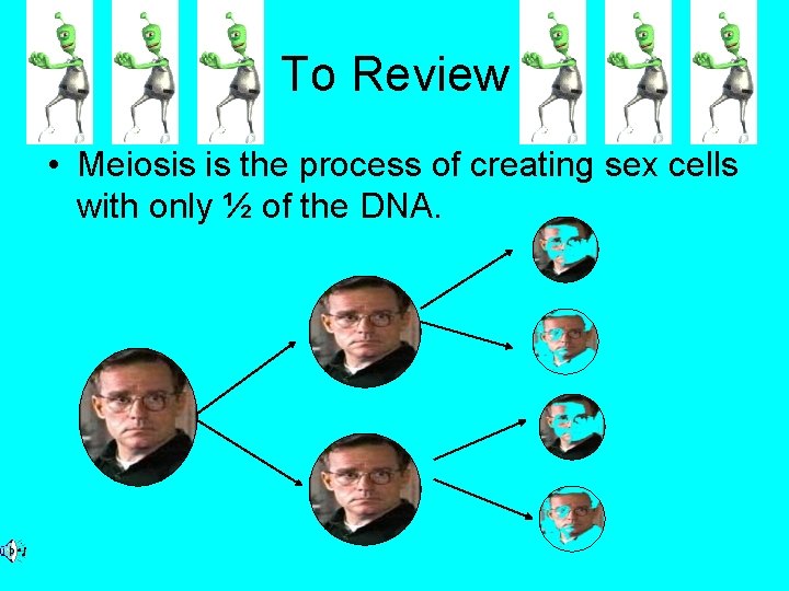 To Review • Meiosis is the process of creating sex cells with only ½