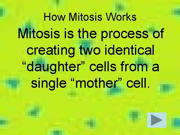 How Mitosis Works Mitosis is the process of creating two identical “daughter” cells from