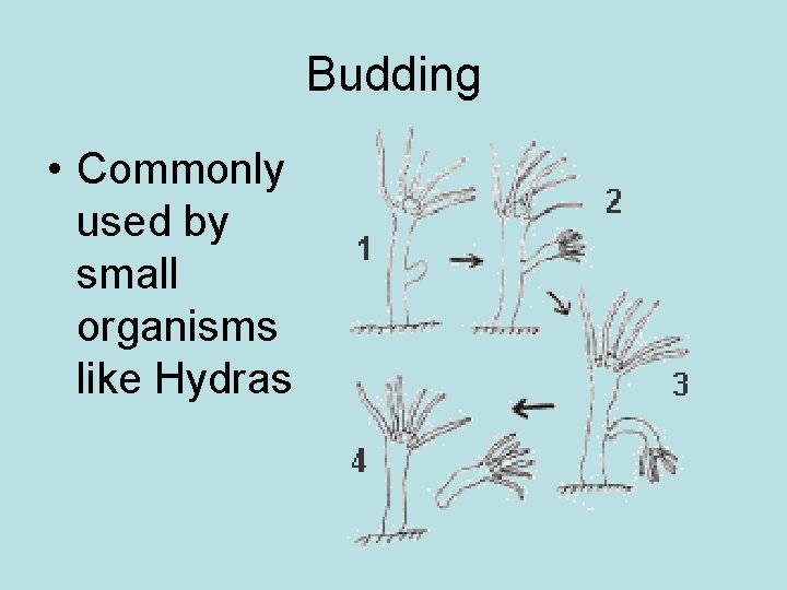 Budding • Commonly used by small organisms like Hydras 