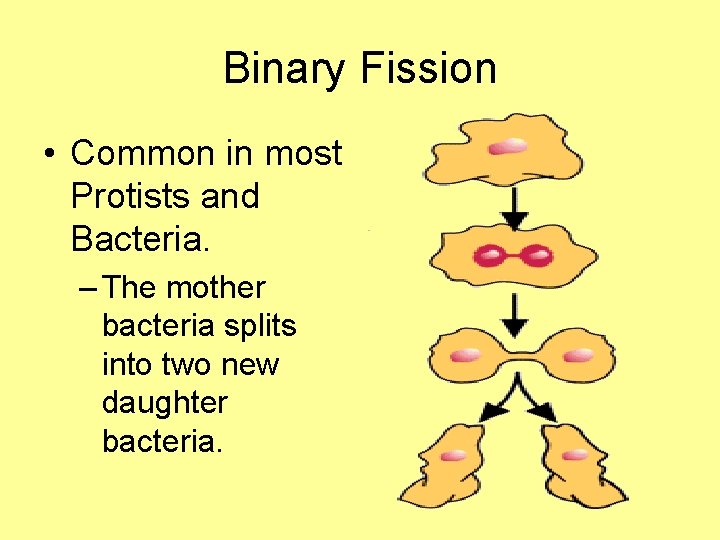 Binary Fission • Common in most Protists and Bacteria. – The mother bacteria splits