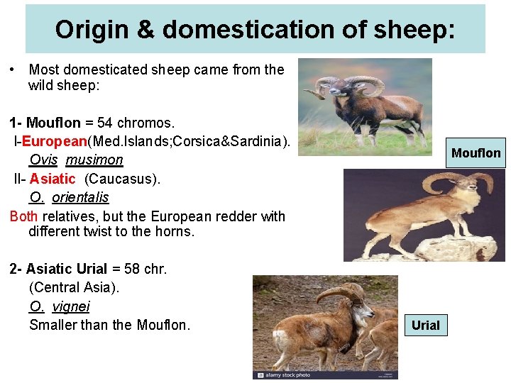 Origin & domestication of sheep: • Most domesticated sheep came from the wild sheep: