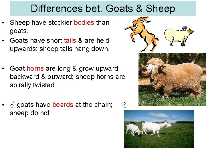 Differences bet. Goats & Sheep • Sheep have stockier bodies than goats. • Goats