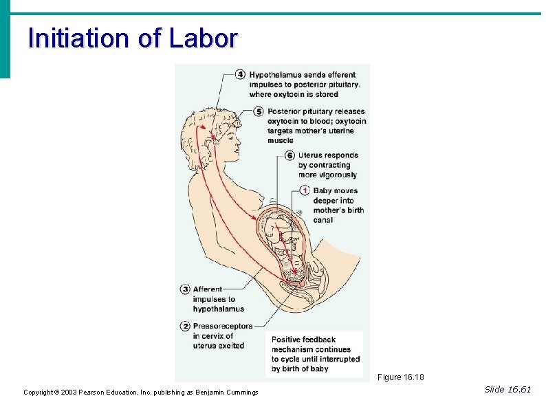 Initiation of Labor Figure 16. 18 Copyright © 2003 Pearson Education, Inc. publishing as