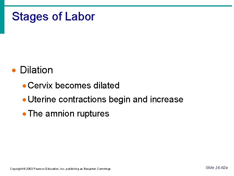 Stages of Labor Dilation Cervix becomes dilated Uterine contractions begin and increase The amnion