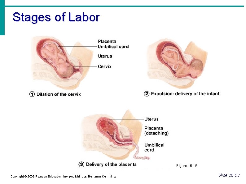 Stages of Labor Figure 16. 19 Copyright © 2003 Pearson Education, Inc. publishing as