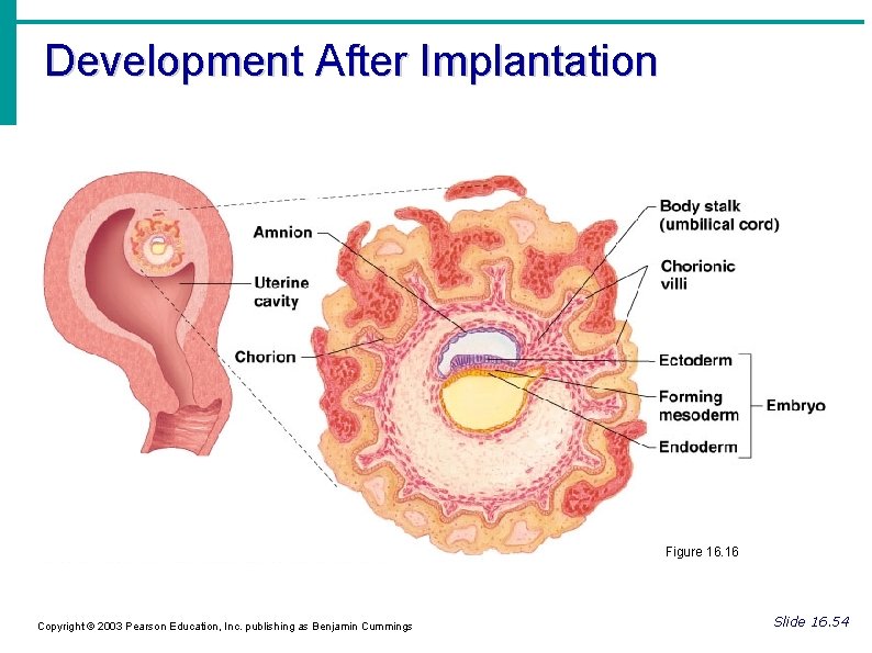 Development After Implantation Figure 16. 16 Copyright © 2003 Pearson Education, Inc. publishing as
