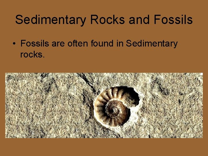 Sedimentary Rocks and Fossils • Fossils are often found in Sedimentary rocks. 