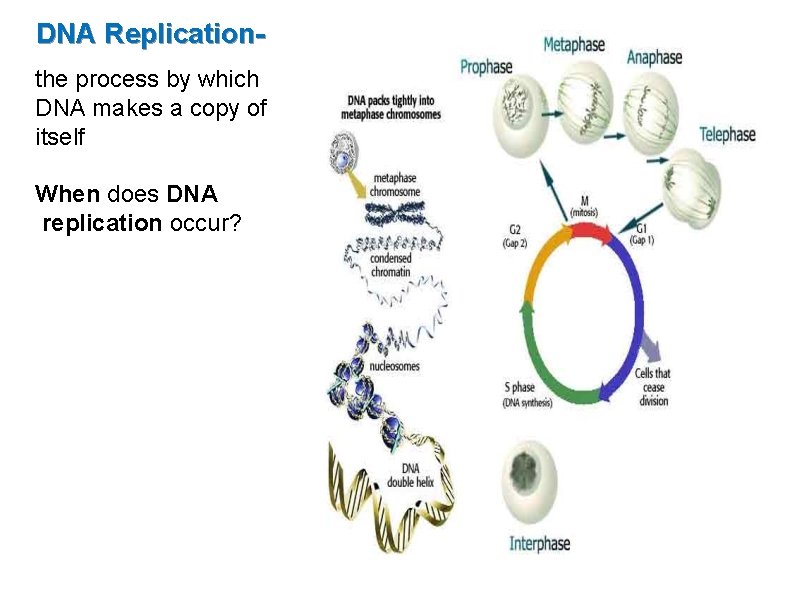 How Dna Copy DNA The Blueprint of Life DNA stands for