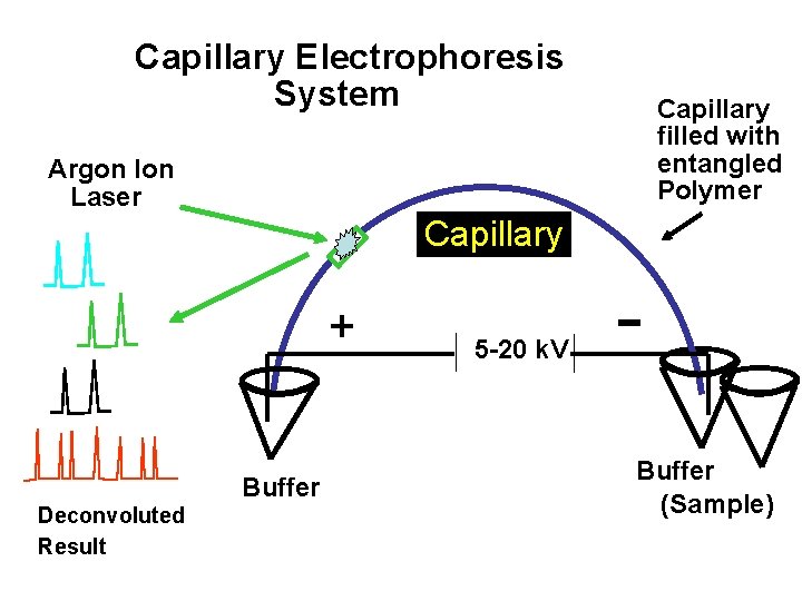 Capillary Electrophoresis System Capillary filled with entangled Polymer Argon Ion Laser Capillary + Buffer