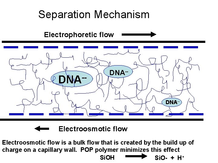 Separation Mechanism Electrophoretic flow DNA-- Electroosmotic flow is a bulk flow that is created