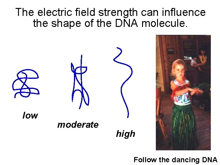 The electric field strength can influence the shape of the DNA molecule. low moderate