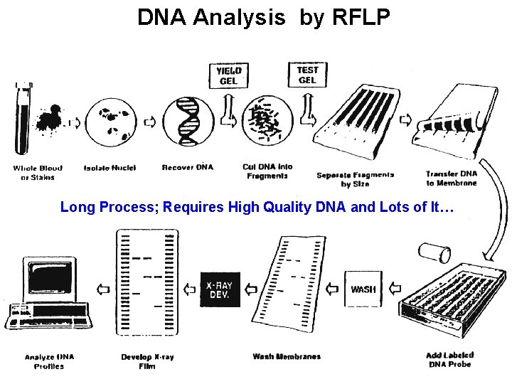 DNA Analysis by RFLP Long Process; Requires High Quality DNA and Lots of It…